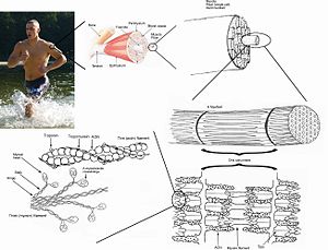 skeletal muscle